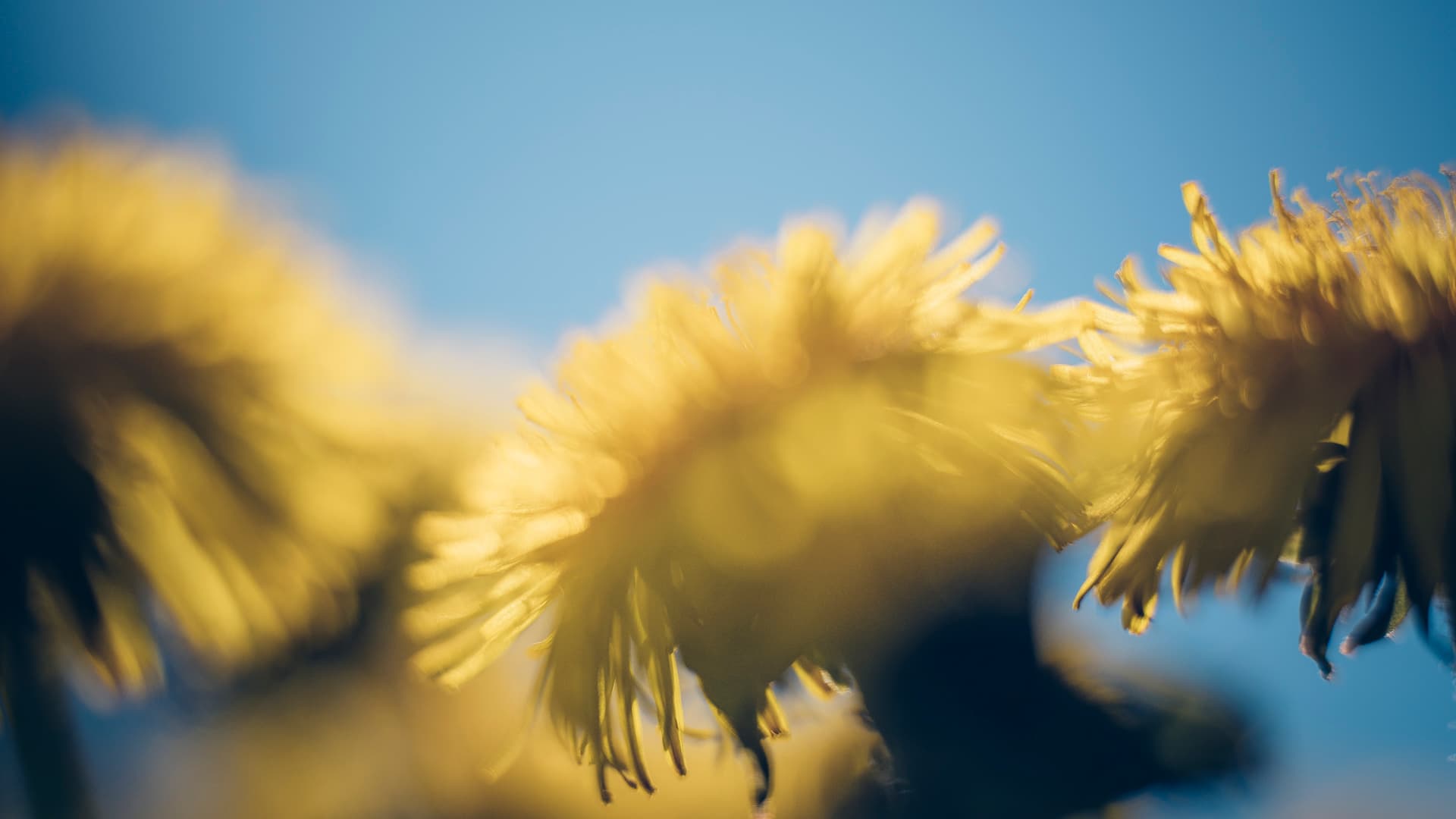 Nærbilde av gule løvetannblomster mot en klar blå himmel, med myk fokusering og en drømmende, uskarp effekt som fremhever kronbladene og sollyset.