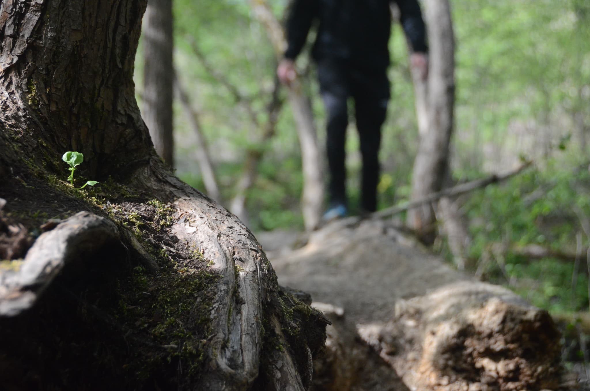 Nærbilde av en trestamme og røtter i en skog, med en liten plante som vokser i nærheten. I bakgrunnen går en mørkkledd person langs en sti, uskarpt og ute av fokus.