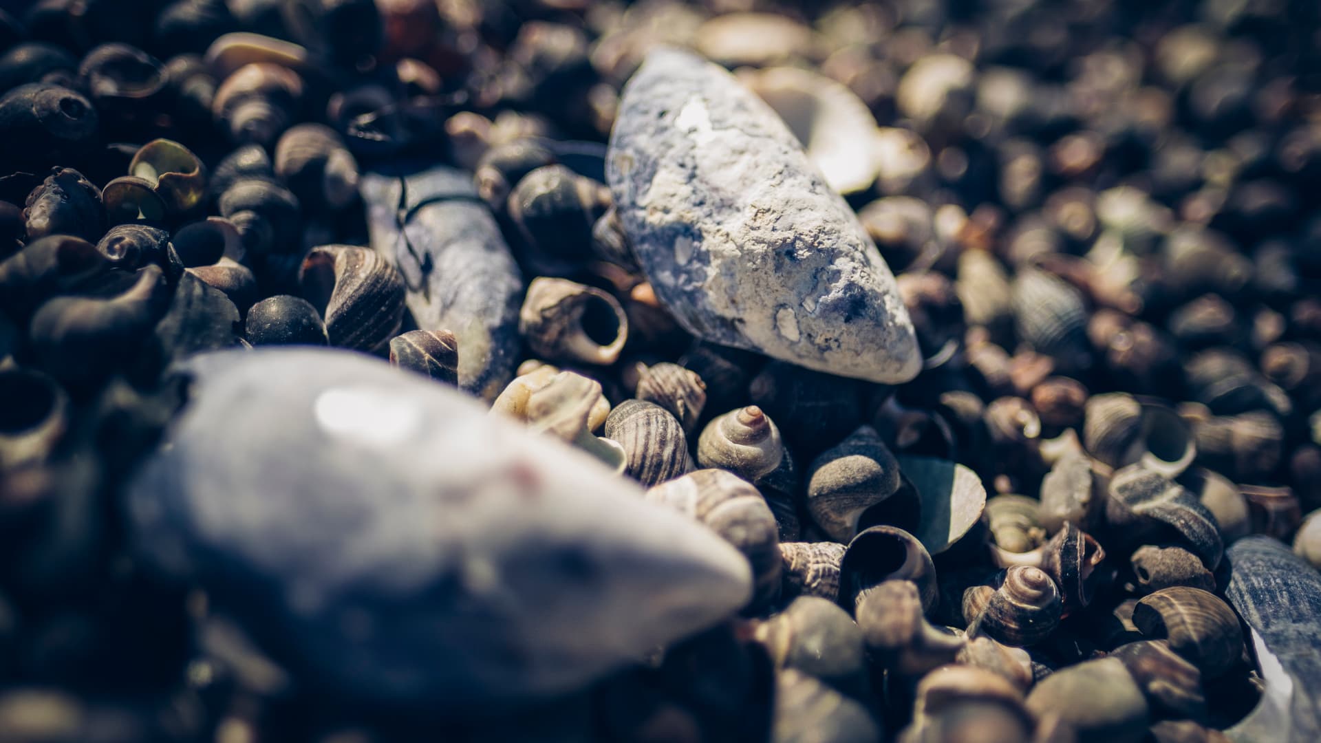 Nærbilde av ulike skjell, blant annet større hvite og grå skjell og mange små, spiralformede skjell, spredt på en strandflate med uskarp bakgrunn.