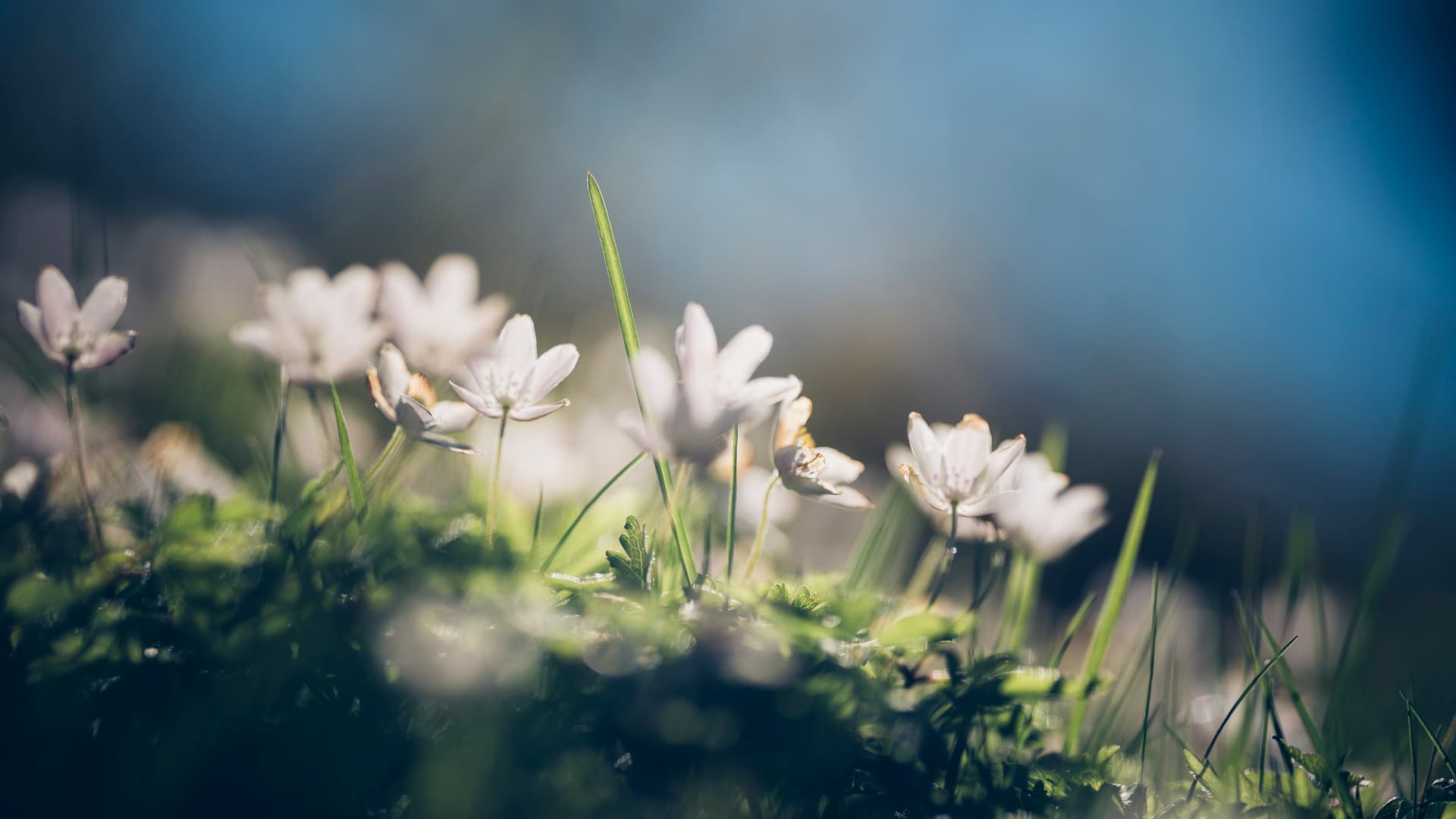 Hvite markblomster og grønt gress er mykt opplyst av sollyset, med en uskarp blå himmel i bakgrunnen. Bildet har en drømmende, grunn dybdeskarphet, som fremhever noen få delikate blomster i forgrunnen.