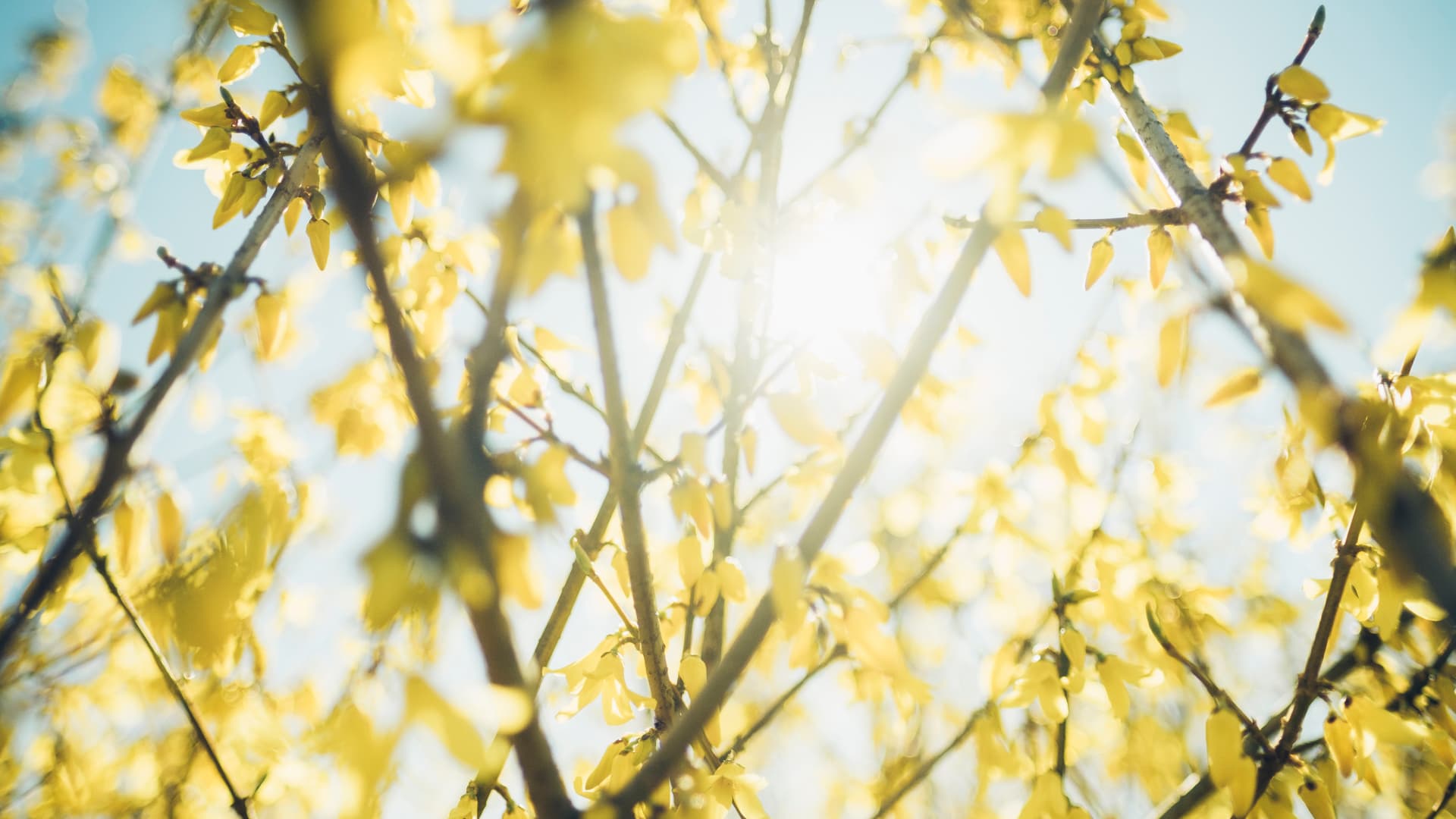 Nærbilde av grener med gule blomster i mykt fokus, sollyset skinner gjennom blomstene mot en knallblå himmel, noe som skaper et varmt og levende vårbilde.